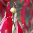 Euonymus grandiflorus 'Ruby Wine'