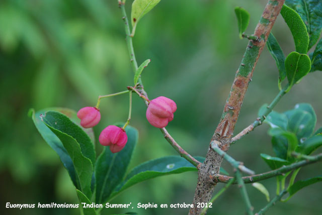 Euonymus hamiltonianus 'Indian Summer'