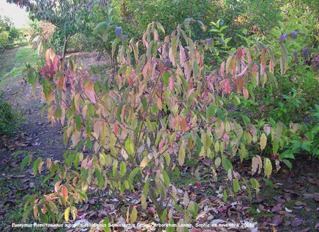 Euonymus hamiltonianus subsp. sieboldianus Semiexsertus Group