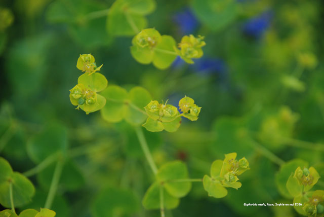 Euphorbia esula