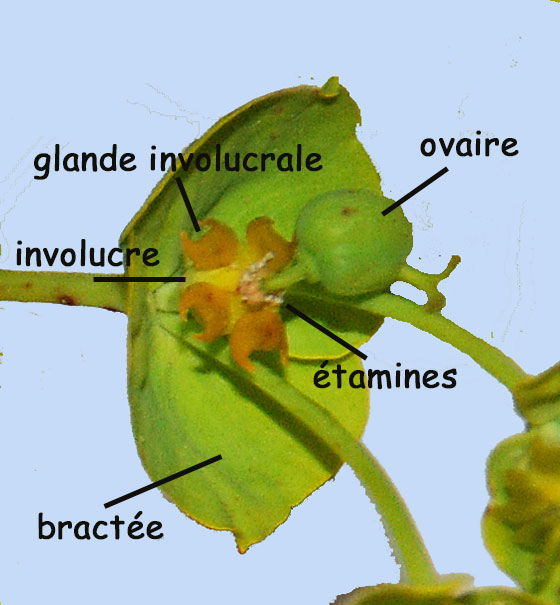 Euphorbia esula