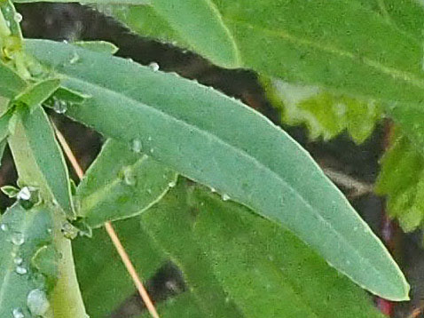 Euphorbia esula