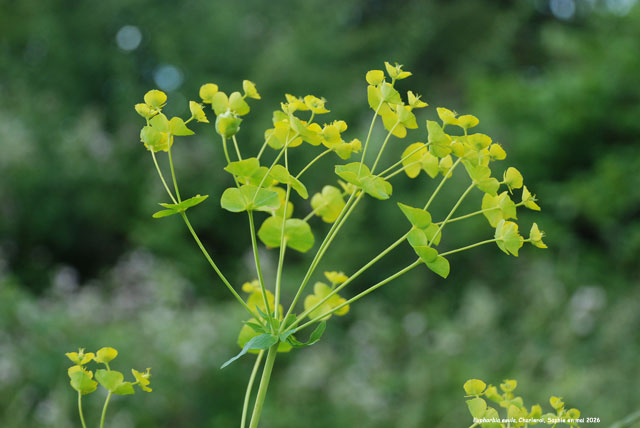Euphorbia esula