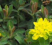 Euphorbia polychroma 'Purpurea'