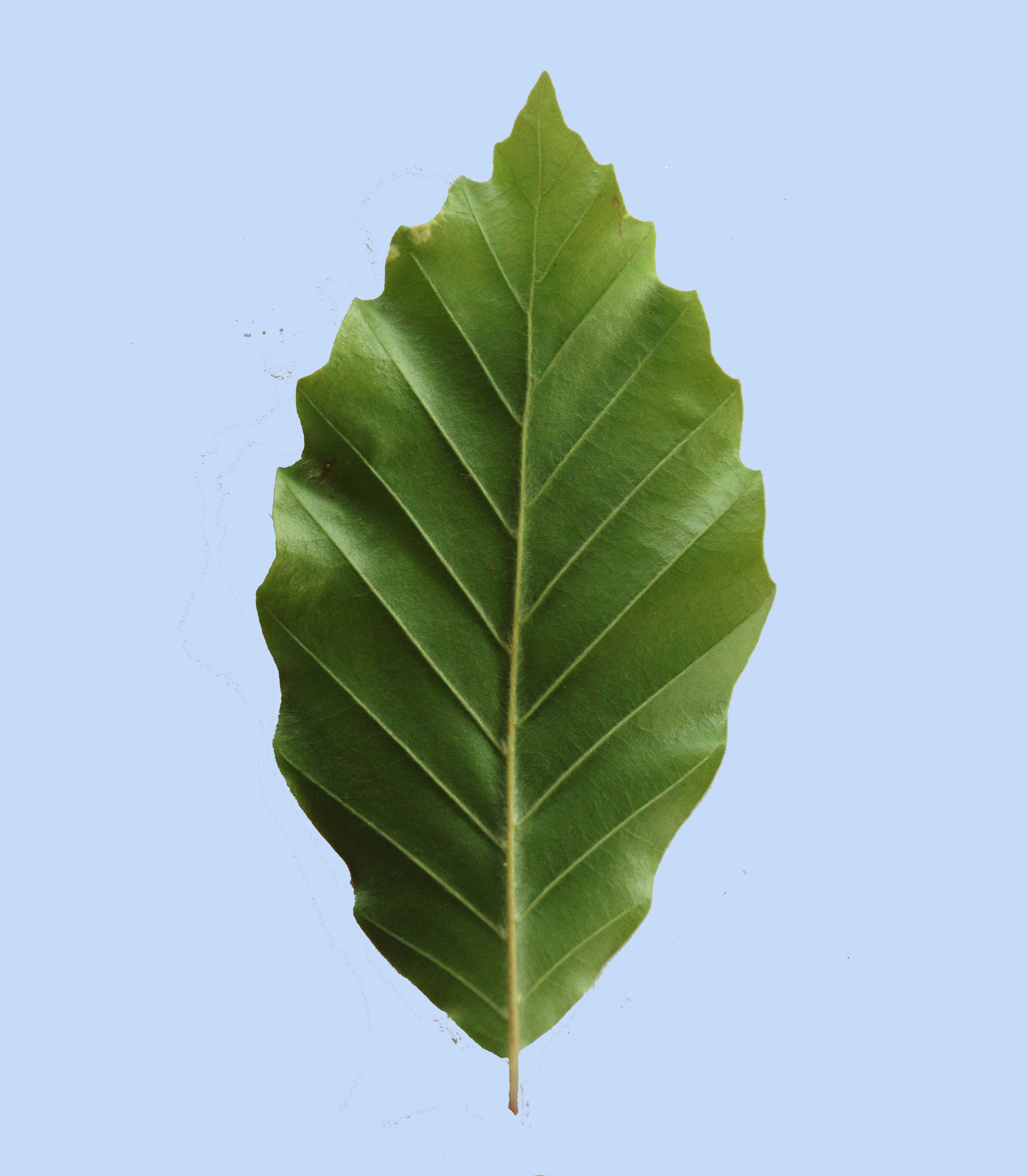 Fagus sylvatica