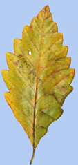 FAgus sylvatica 'Quercifolia'