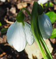 Galanthus 'Greenfields'