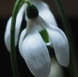 Galanthus ikariae 'Butt's Form'