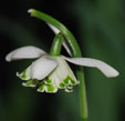 Galanthus nivalis f. pleniflorus 'Bagpuize Virginia'