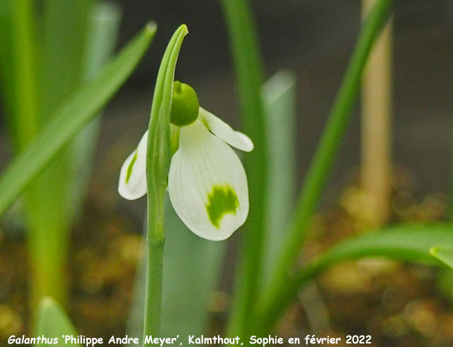 Galanthus 'Philippe Andre Meyer'
