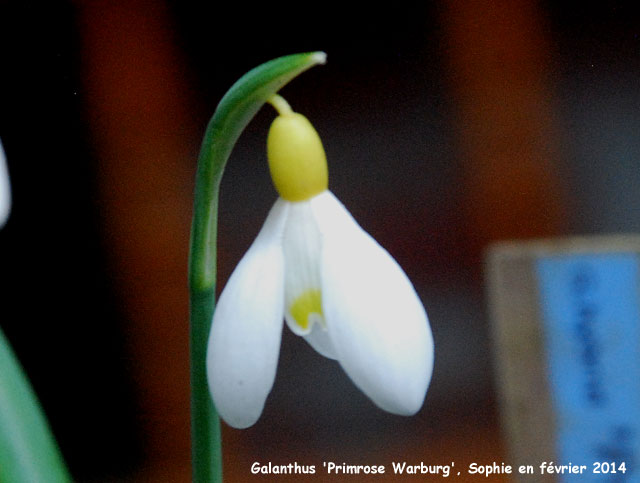 Galanthus 'Primrose Warburg'