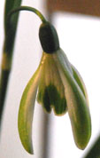Galanthus elwesii 'Selina Cords'