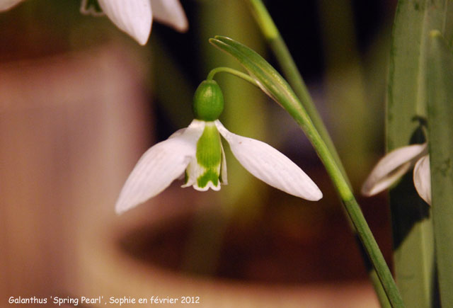 Galanthus elwesii 'Spring Pearl'