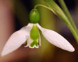 galanthus elwesii 'Spring Pearl''
