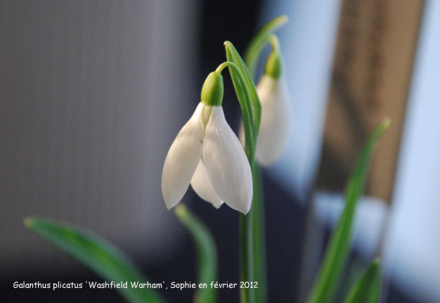 Galanthus plicatus 'Washfield Warham''