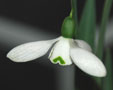 Galanthus 'Byfield Special'