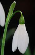 Galanthus 'Wisley Magnet'