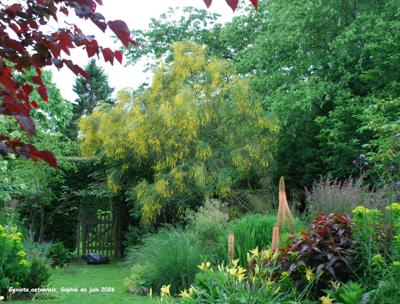 Genista aetnensis