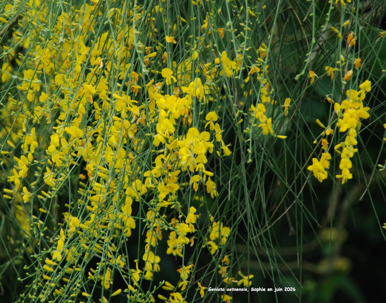 Genista aetnensis