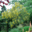 Genista genista_aetnensis