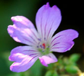 Geranium nodosum