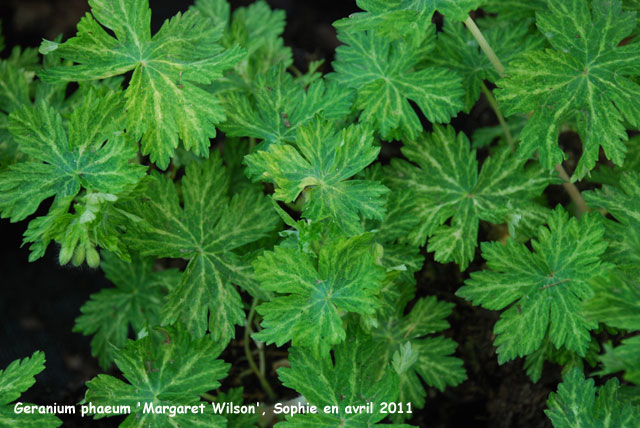 Geranium phaeum 'Margaret Wilson'