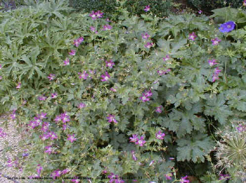 Geranium x oxionanum f. thurstonianum