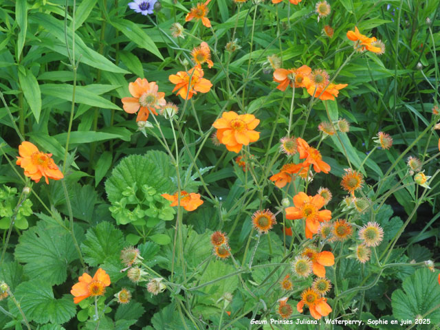 Geum 'Prinses Juliana'