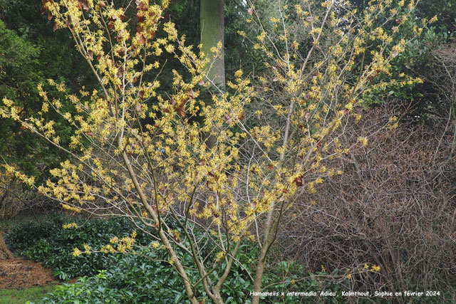 Hamamelis x intermedia 'Adieu'