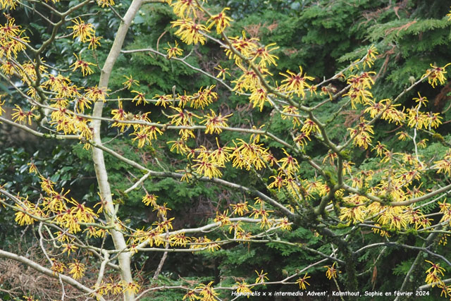 Hamamelis x intermedia 'Advent'