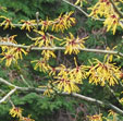 Hamamelis x intermedia 'Advent'