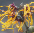Hamamelis x intermedia 'Ajan'