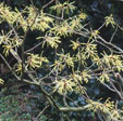 Hamamelis x intermedia 'Anne'
