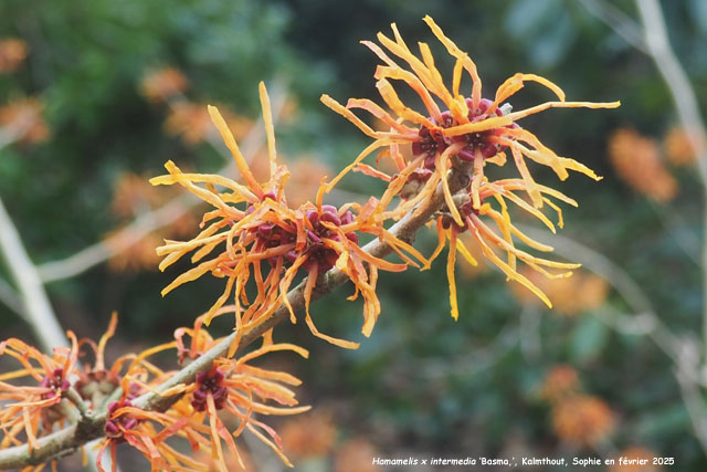 Hamamelis x intermedia 'Basma'