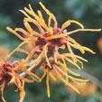 Hamamelis x intermedia 'Basma'