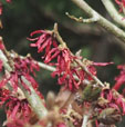 Hamamelis x intermedia 'Foxy Lady'