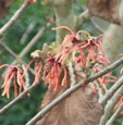 Hamamelis x intermedia 'Georges'