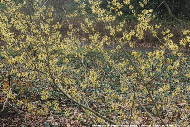 Hamamelis x intermedia 'Konrad Dierks'