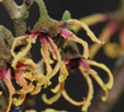 Hamamelis japonica var japonica f. flavopurpurascens