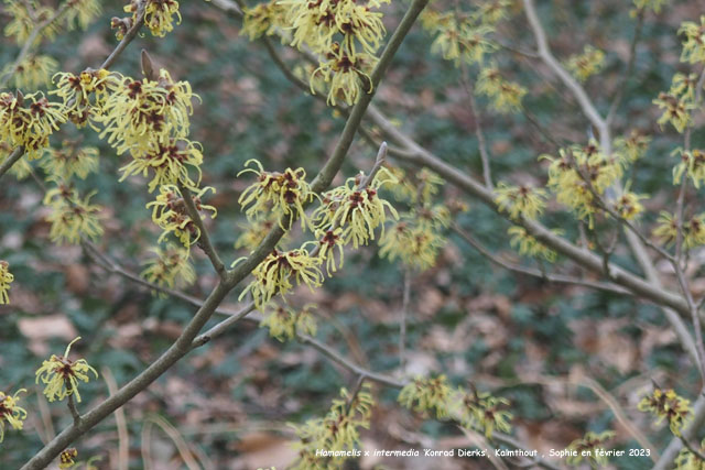 Hamamelis x intermedia 'Konrad Dierks'