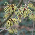 Hamamelis x intermedia 'Konrad Dierks'
