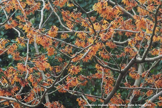 Hamamelis x intermedia 'Luuk