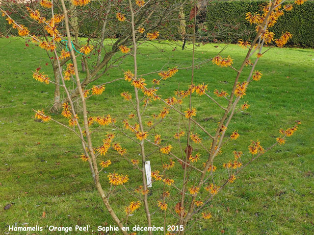 Hamamelis x intermedia 'Orange Peel'