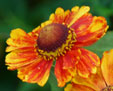 Helenium 'Adios'