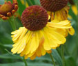 Helenium 'Amber'