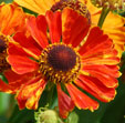 Helenium 'Amber Man'