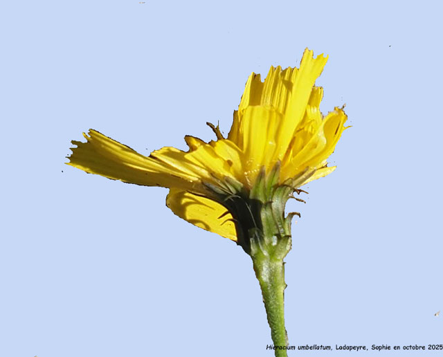 Hieracium umbellatum