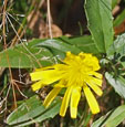 Hieracium umbellatum