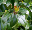 Ilex x altaclarensis 'Camelliifolia'