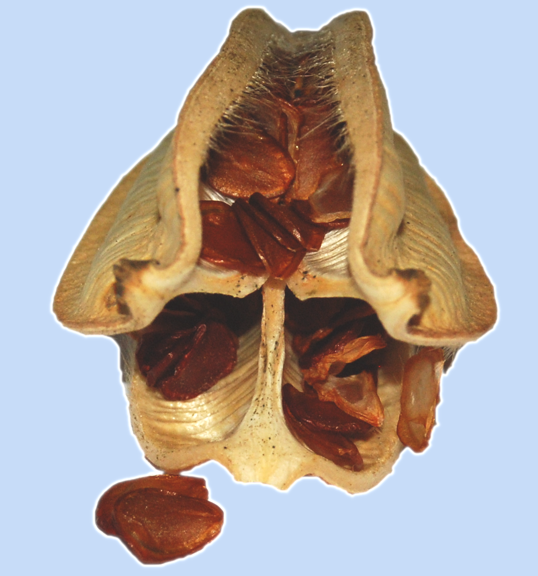 Iris orientalis